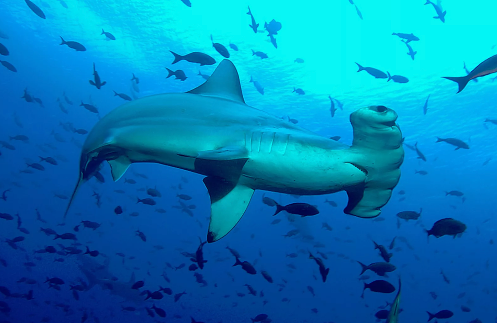 requin marteaux
